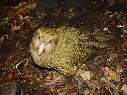 Kakapo, Strigops habroptila