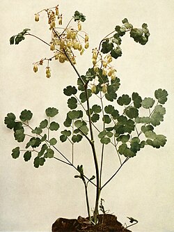 Thalictrum dioicum