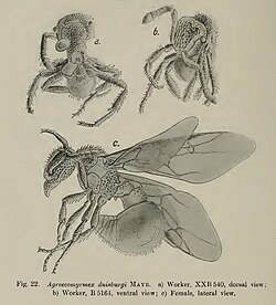 Agroecomyrmex duisburgi