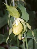 Cypripedium calceolus var. flavum