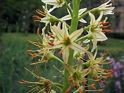 Eremurus thiodanthus