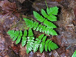 G. dryopteris