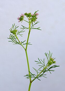 Coriandrum sativum