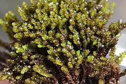 Marsupella sphacelata, porodice Gymnomitriaceae