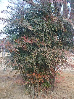 Nandina domestica