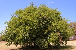 Ziziphus mucronata