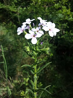 Hesperis sylvestris