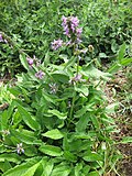 B. officinalis