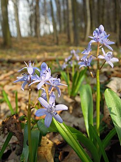 Scilla kladnii