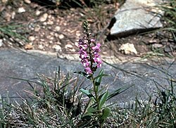 Warnockia scutellarioides