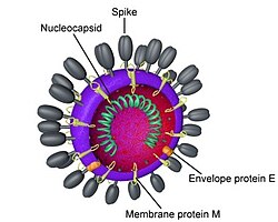 Dijagram Koronavirus viriona čiji su špicevi u obliku kruna kao Solar corona.