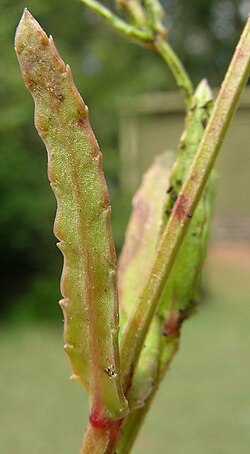 Gonocarpus chinensis