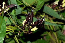 Kennedia nigricans