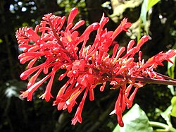 Odontonema cuspidatum