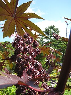 Ricinus