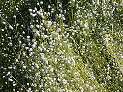 Eriocaulon nudicuspe