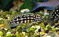 Julidochromis marlieri