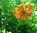 Lilium superbum