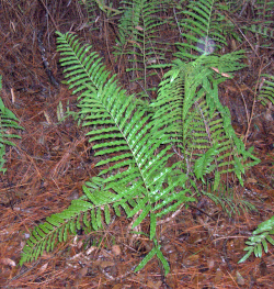 Telmatoblechnum serrulatum,Florida.