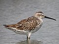 Calidris himantopus