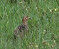 slika 7. Francolinus levaillantii