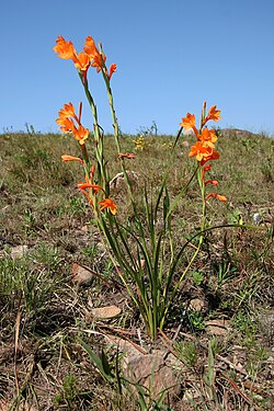 Watsonia pillansii