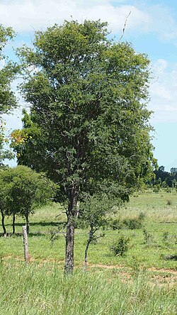 Archidendropsis basaltica