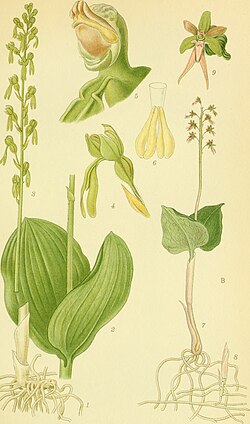 N. cordata , ilustracija