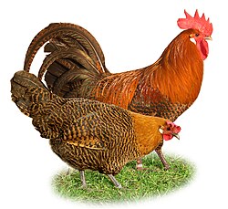Domaće kokoši (Gallus gallus domesticus)