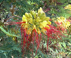 Caesalpinia gilliesii