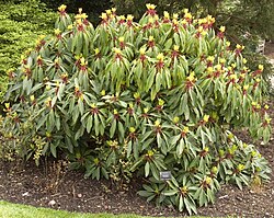 Daphniphyllum macropodum