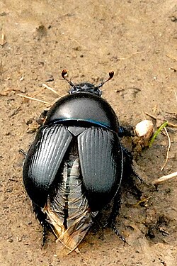 Geotrupes mutator
