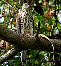 Accipiter badius]