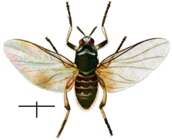 Simulium trifasciatum, odrasla jedinka