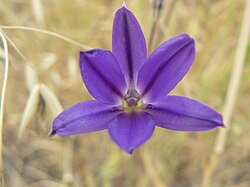 Brodiaea filifolia