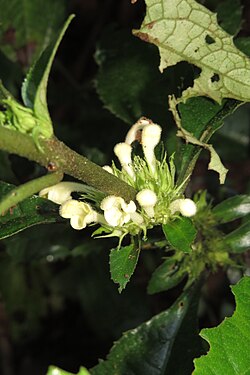 Gomphostemma eriocarpum