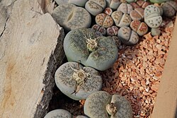 Lithops sp.