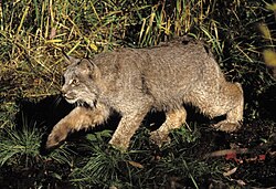 Lynx canadensis