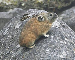 O. hyperborea yesoensis, Japan