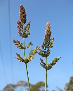 × Agropogon lutosus , sin. Polypogon lutosus