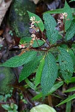 Begonia buddleiifolia