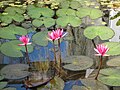 Nymphaea rubra