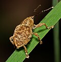 Curculio venosus