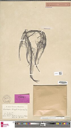 Compsopogon caeruleus