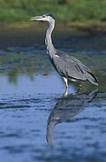 slika 2. Ardea cinerea