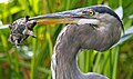 Ardea herodias