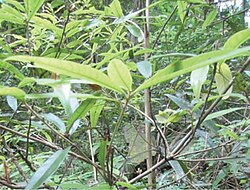 Phoebe hunanensis
