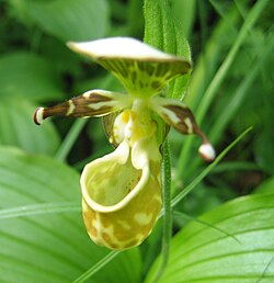 Cypripedium guttatum