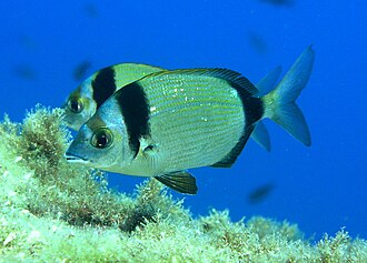 Fratar (Diplodus vulgaris)