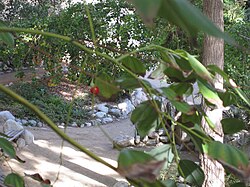 N. delavayi